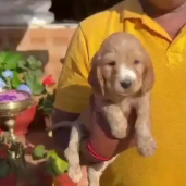 Purchase KCI Registered Cocker Spaniel Puppy from  India